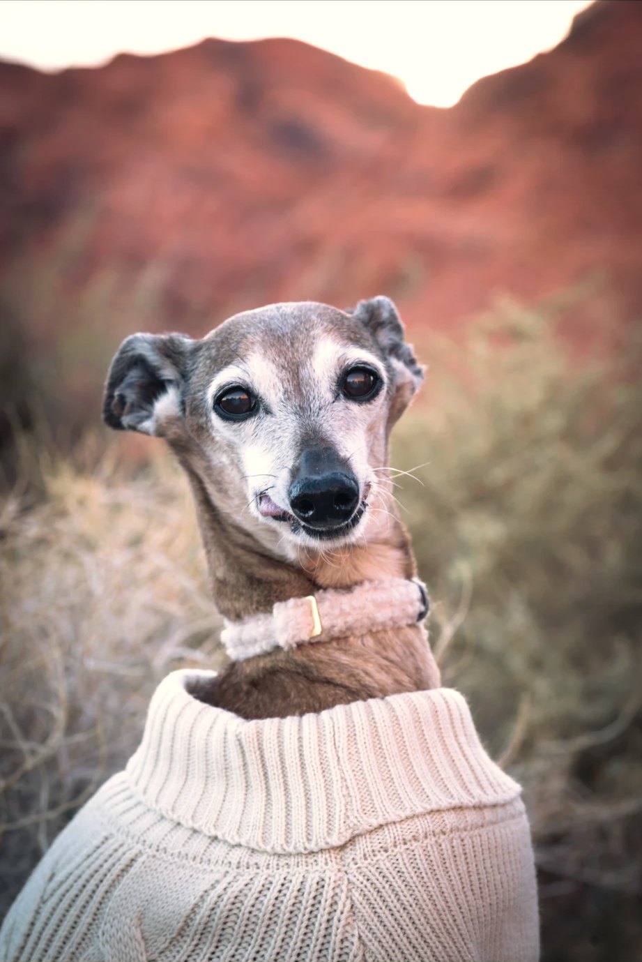 Bella, an Italian greyhound with soft grey around her muzzle, in a cream knit sweater against red desert rock