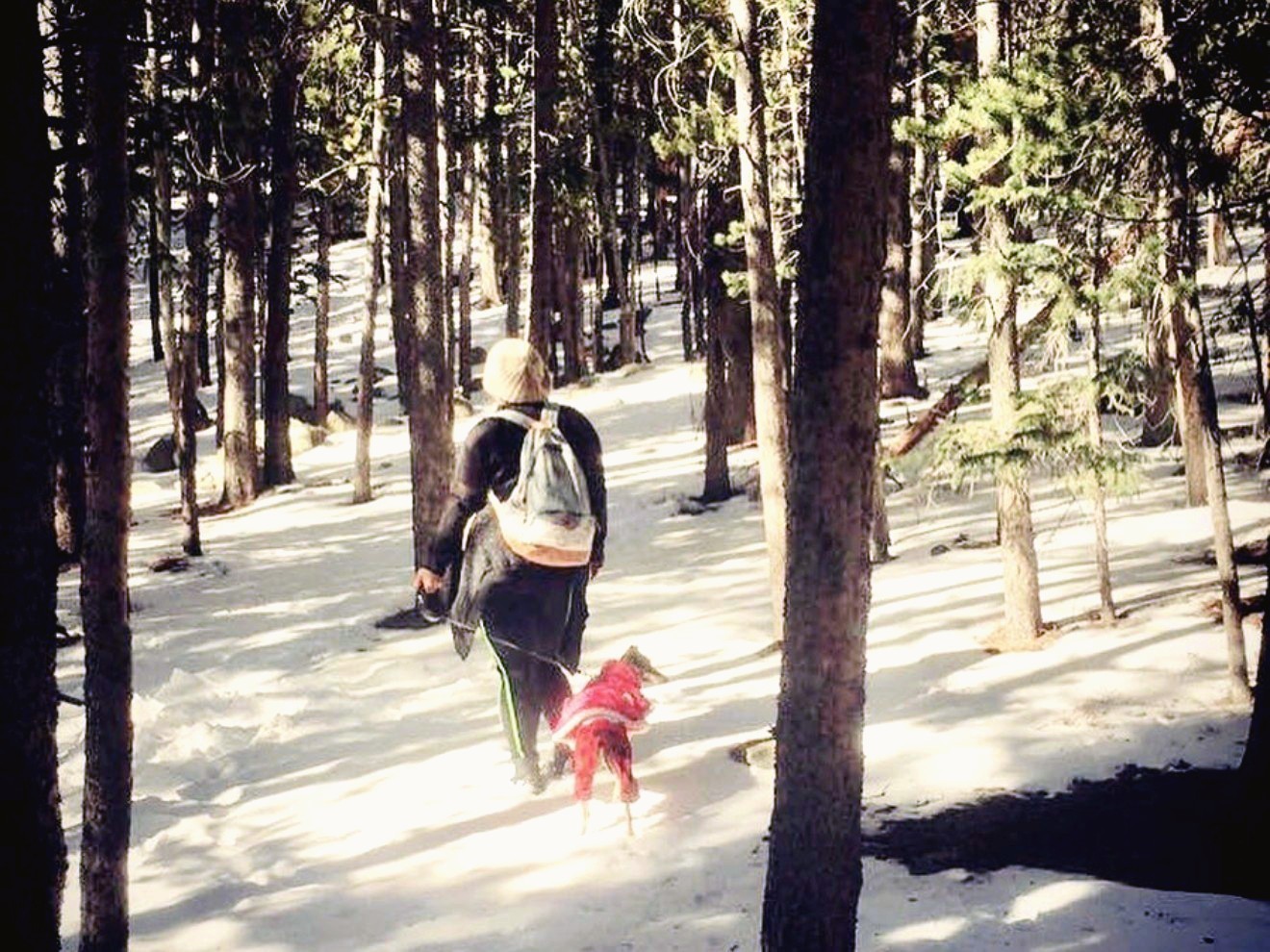 A lone figure and a small dog walking away into a sunlit, snowy Colorado pine forest — the years of training at Naropa.